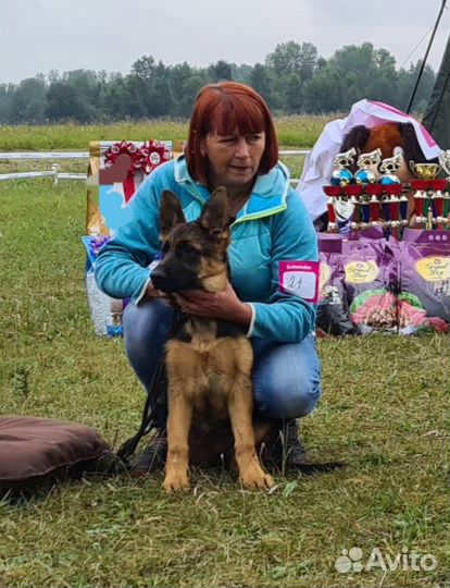 Щенки немецкой овчарки