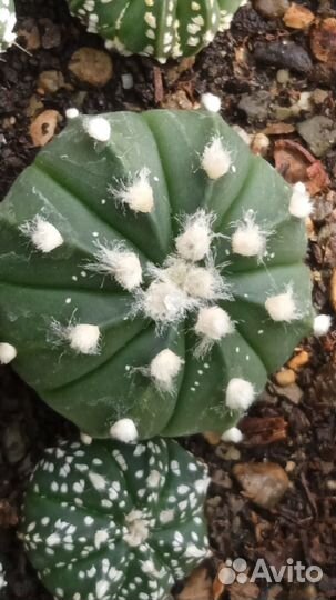 Astrophytum hybr. - cultivars гибриды и культивары