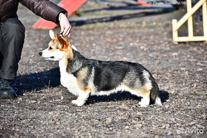 Дрессировочная площадка. Дрессировка собак. Спорт