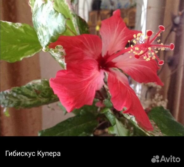 Гибискус 