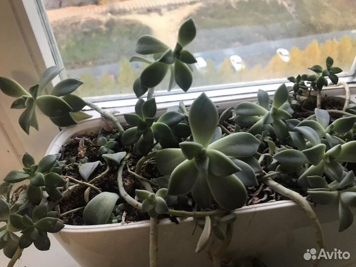 Суккуленты