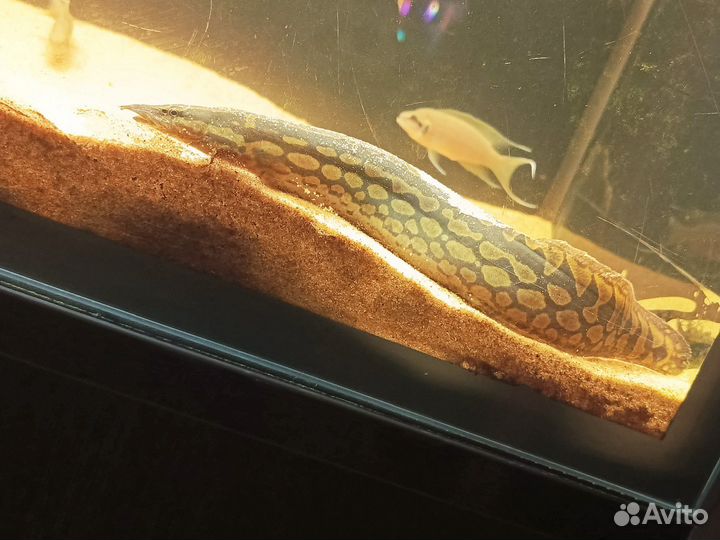 Мастацембел