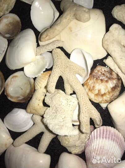 Морские ракушки