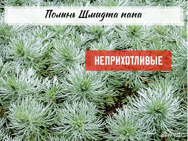 Тимьян, полынь, чистец, котовник, шалфей