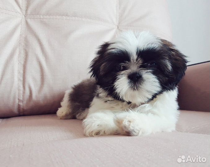 Шит цули 2 мес