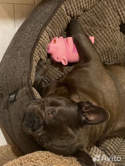 Вязка голубого французского бульдога