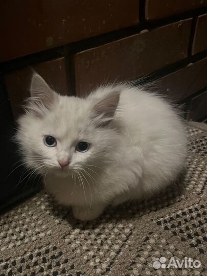 Котята ищут дом