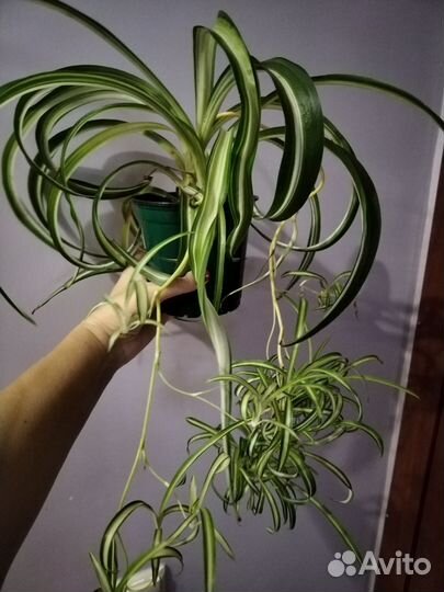 Бегония, хлорофитум, полисциас