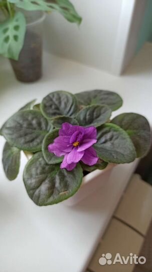 Фиалка цветущая