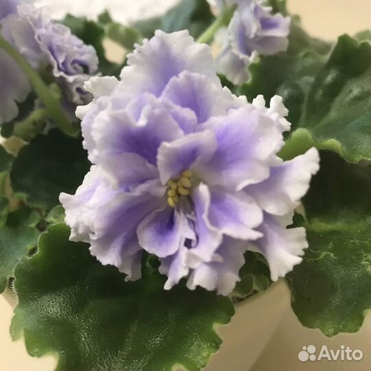 Фиалка Лилон Лила