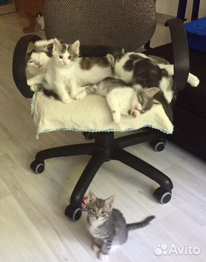 Котятам нужна помощь