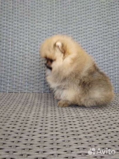 Померанский шпиц тип мишка мини