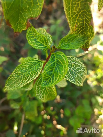 Кустарники цветущие