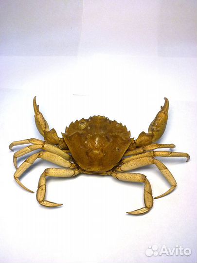 Сувенир конёк