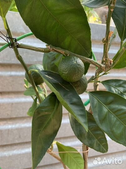 Мандарин Сентябрьский с 6 плодами