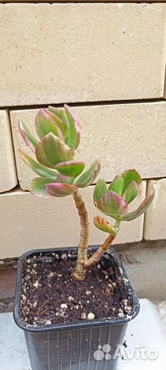 Крассула вариегатная