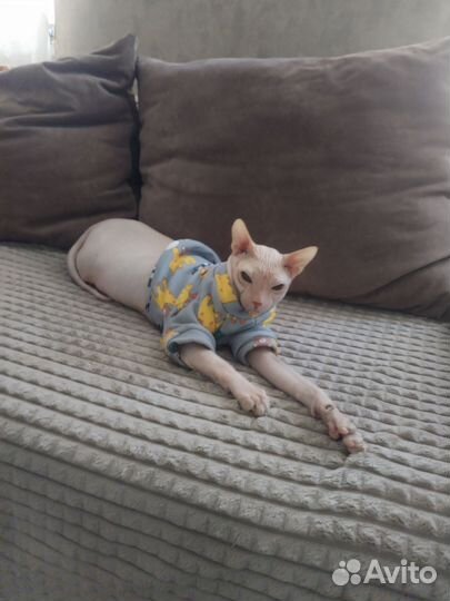 Донской сфинкс вязка