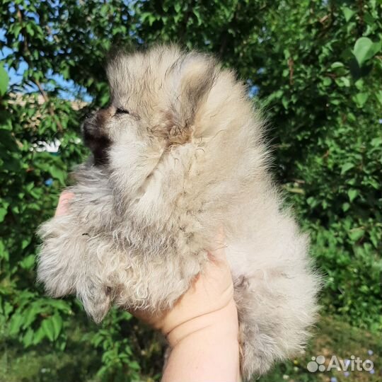 Щенок мальчик померанский шпиц