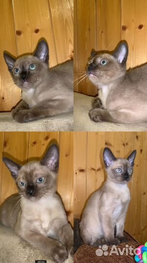Котята европейской бурмы