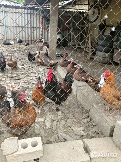 Индоутки, петухи