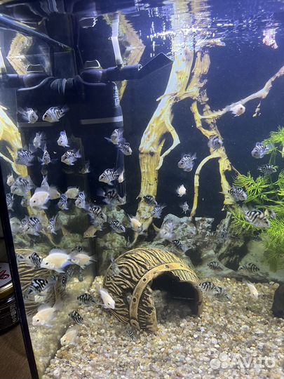 Аквариумные рыбки