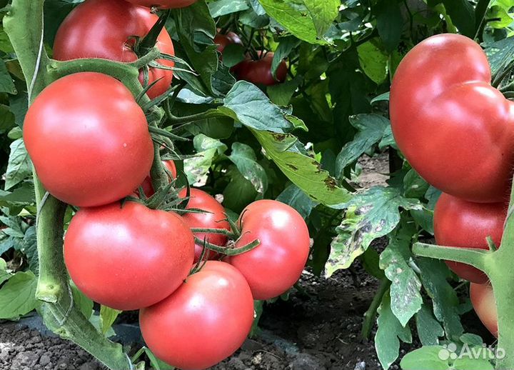 Семена овощей