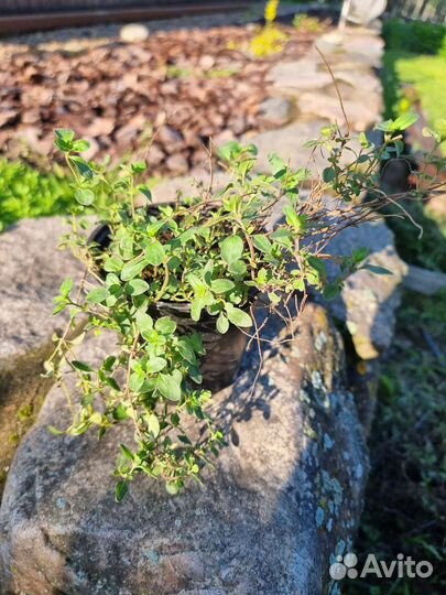 Пряные травы тимьян, иссоп цены в описании