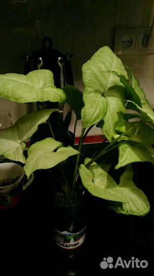 Отростки цветов