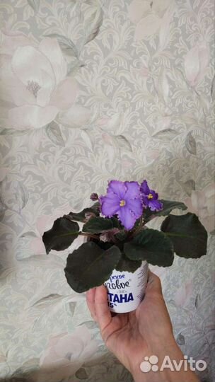 Фиалка в горшках