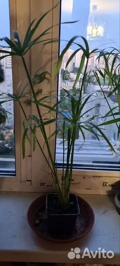 Циперус папирус