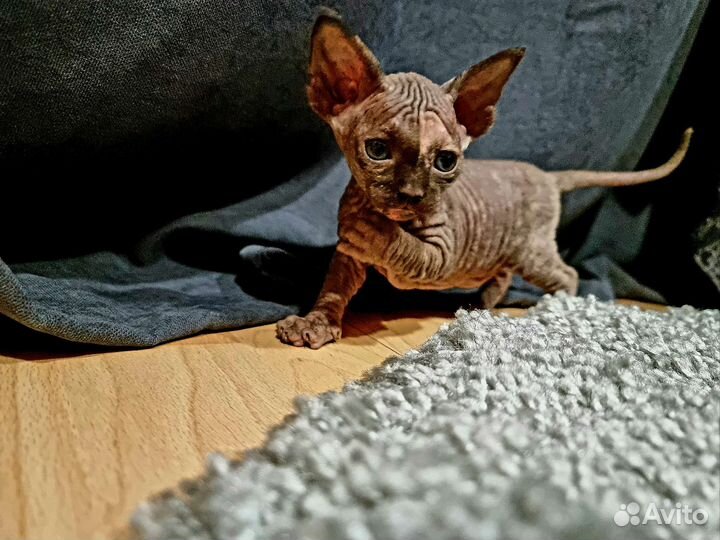 Котята Канадского Сфинкса