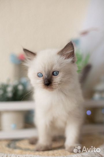 Невские маскарадные котята в спб