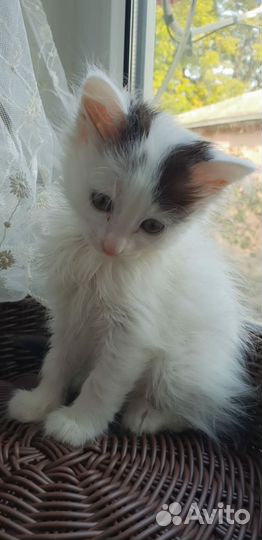 Красивые котята в дар