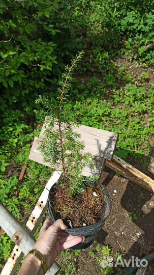Можжевельник карельский сосна ёлка