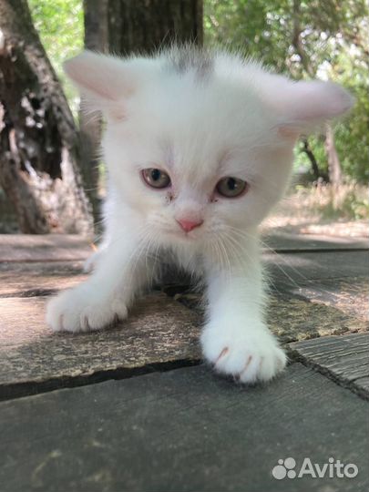 Котята