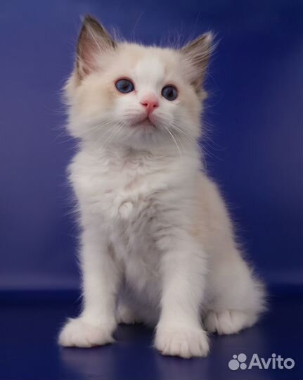 Рэгдолл-мальчик от питомника