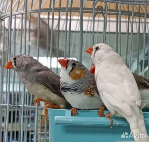 Птицы Амадины
