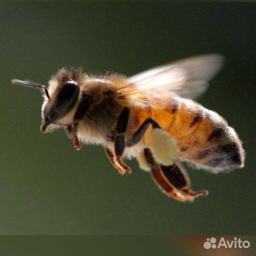 Живые пчелы для апитерапии. Круглогодично