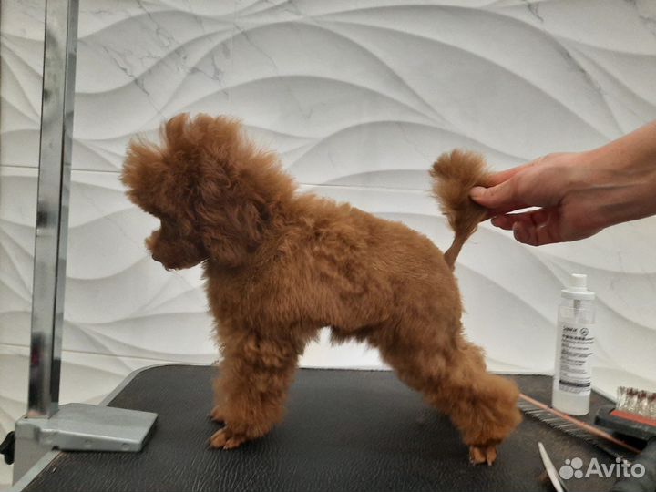 Той-пудель Мини