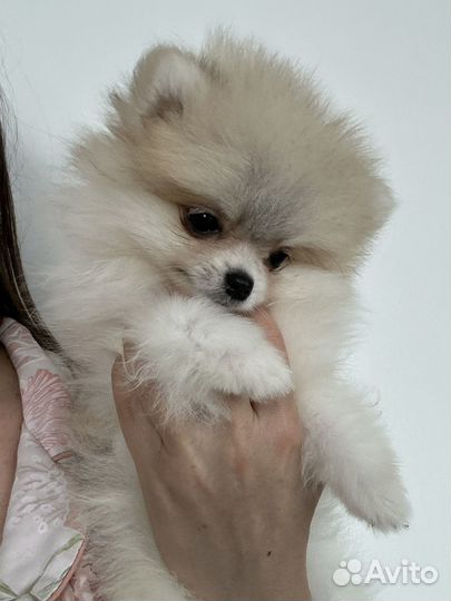 Померанский шпиц мини девочка