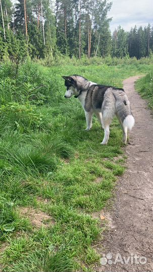 Сибирский хаски