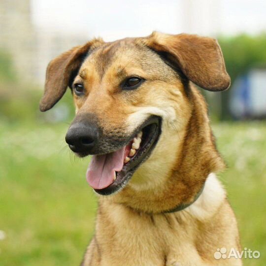 Замечательная собака в добрые руки бесплатно