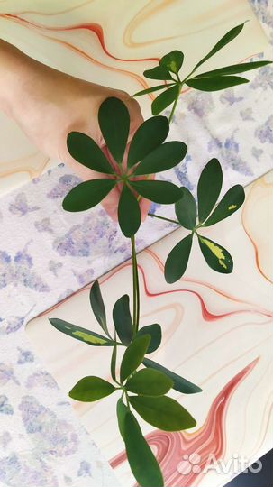 Шефлера отростки