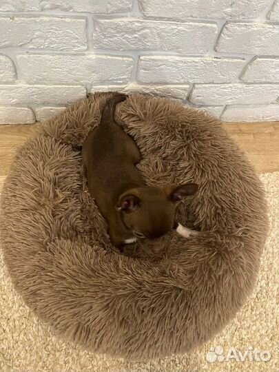 Уютная и стильная лежанка для собак и кошек