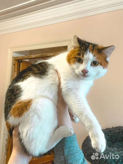 Скромная Клёпа (из приюта)