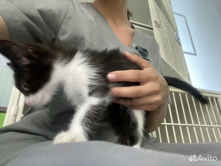 Котенок бесплатно мальчик
