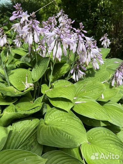 Хоста саженцы