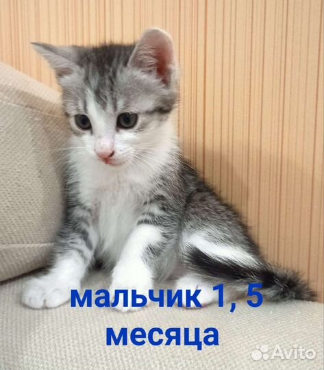 Кошки в добрые руки бесплатно