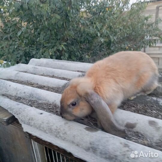 Кролик породы французский баран