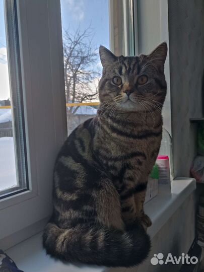 Шотландский прямоухий кот вязка